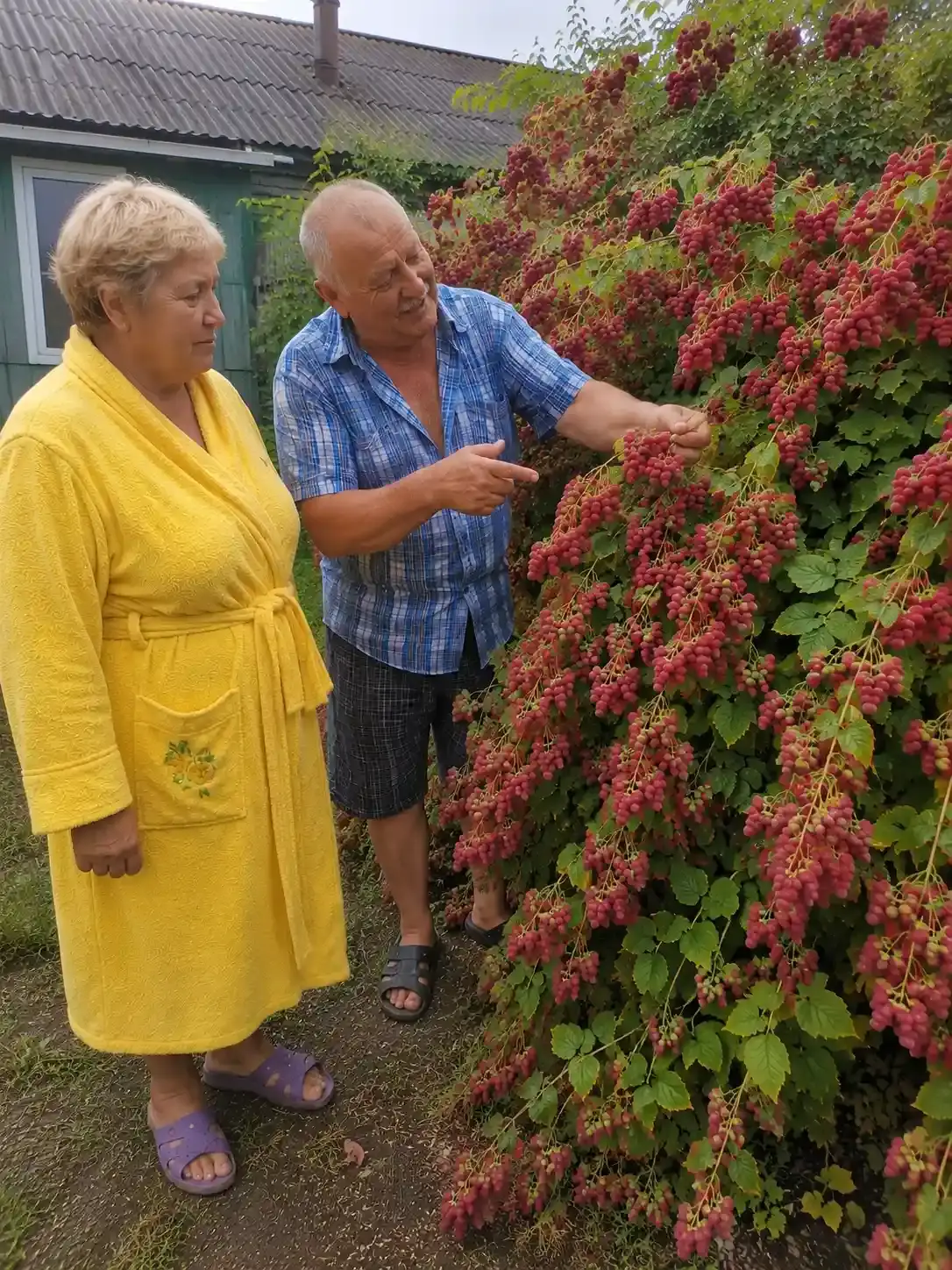 Малина Віста