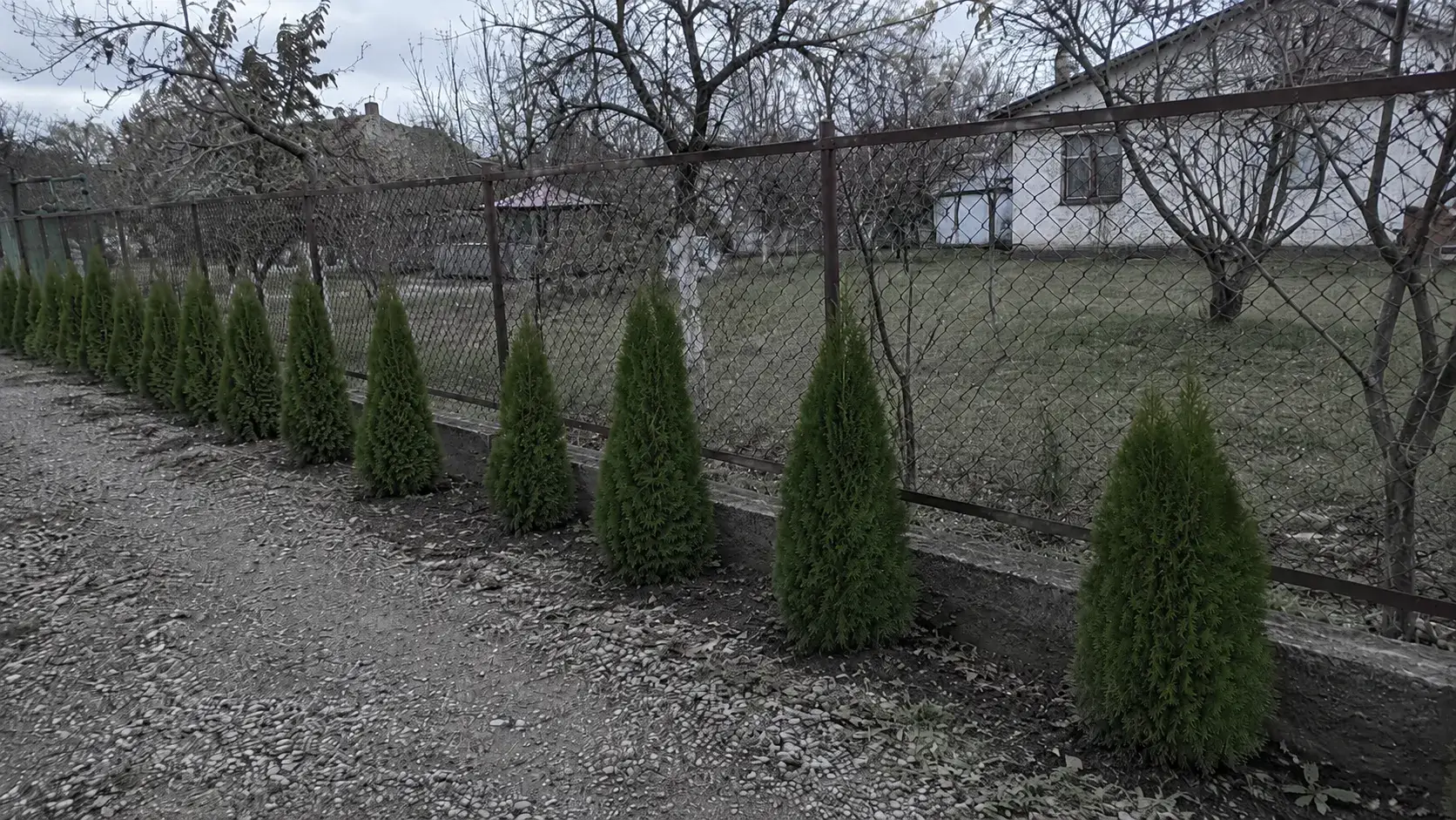 Туя — паркан