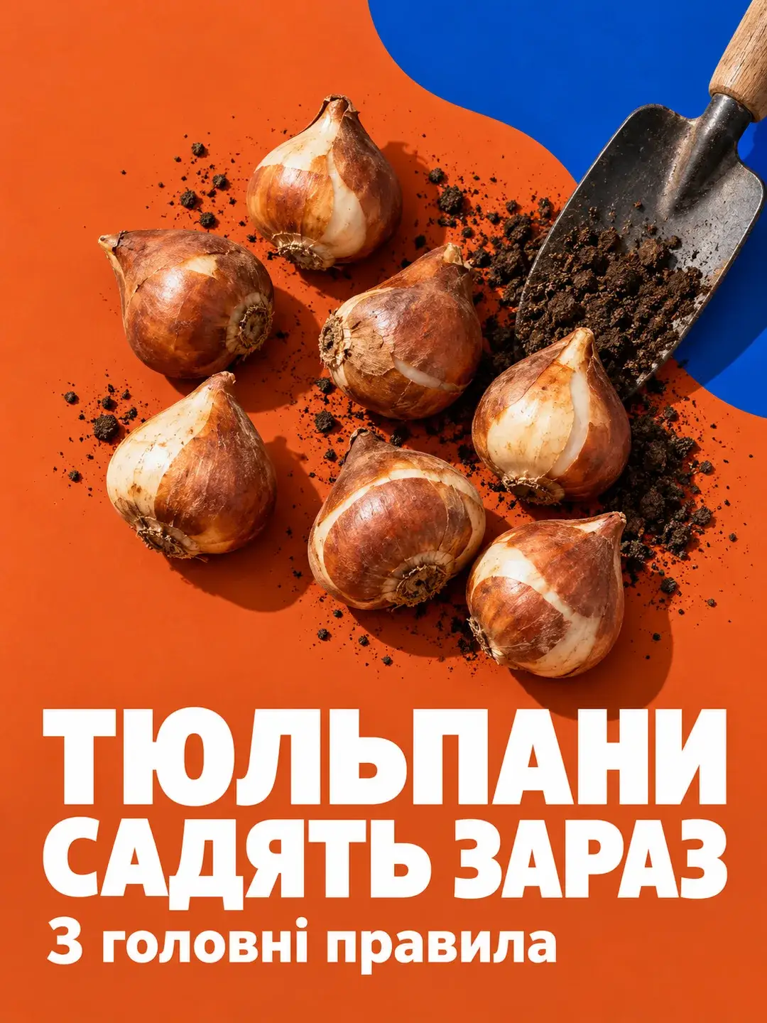 Тюльпани садять зараз: три головні правила
