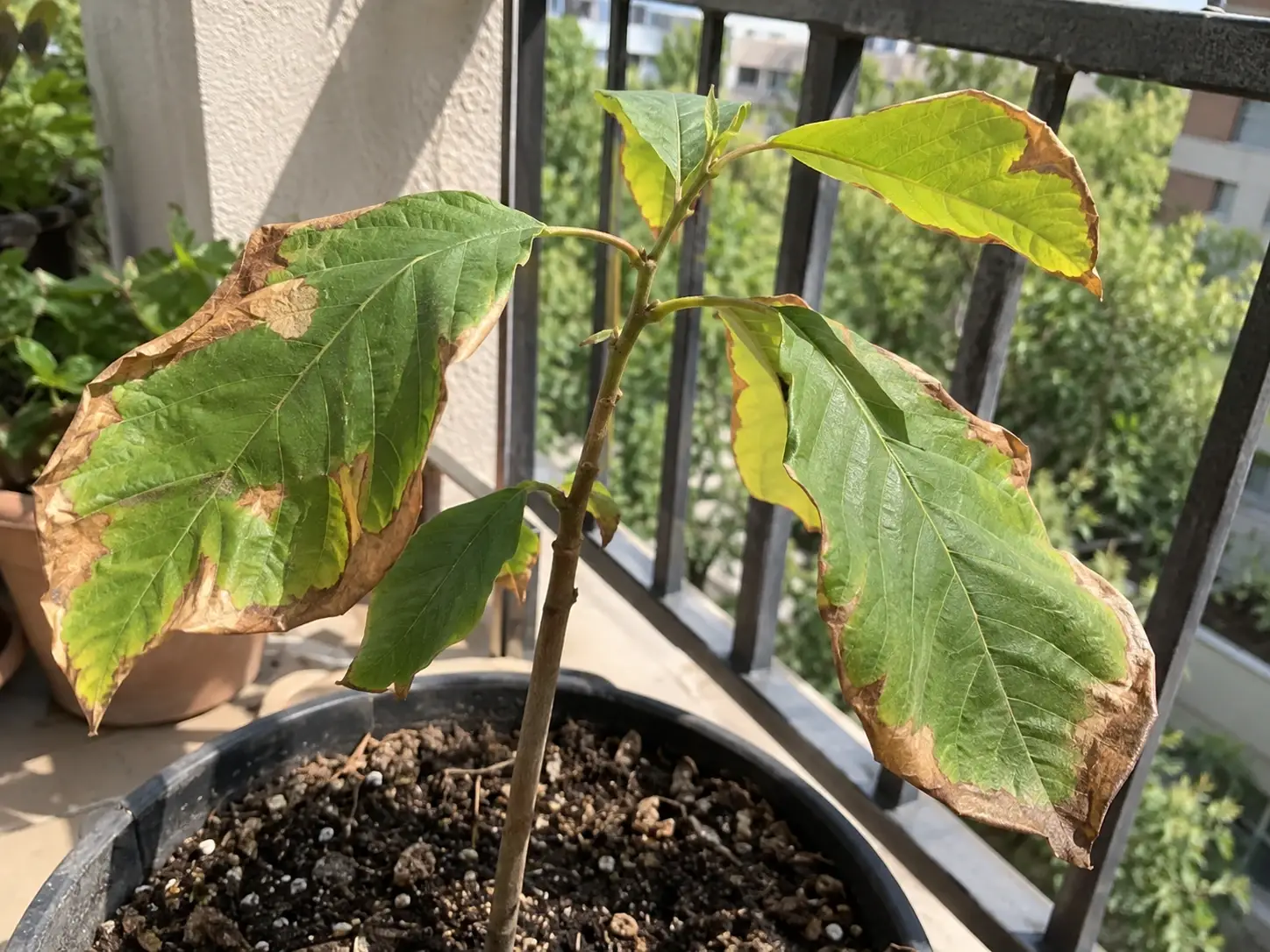 Обпечене сонцем листя молодої рослини