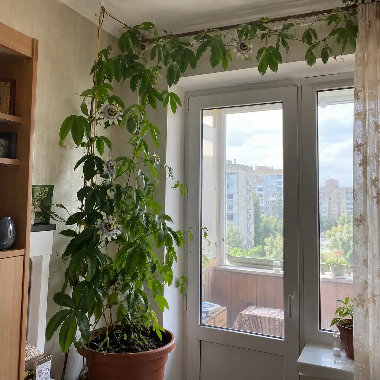 Пагін і вусик маракуї на опорі, крупний план
